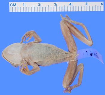 Media type: image; Herpetology A-11652